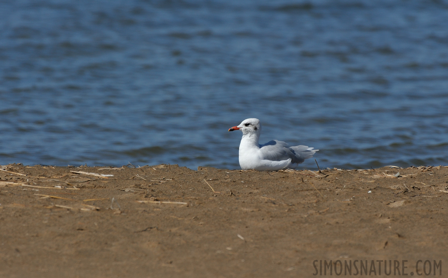 Ichthyaetus melanocephalus [550 mm, 1/1250 Sek. bei f / 10, ISO 400]